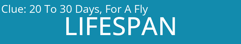 20 To 30 Days, For A Fly