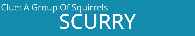 A Group Of Squirrels