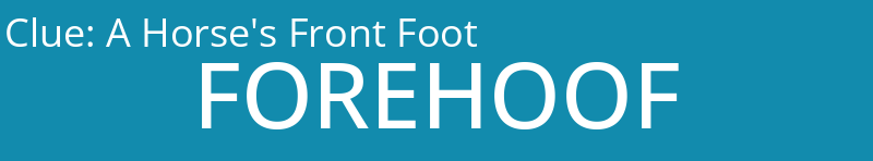 A Horse's Front Foot