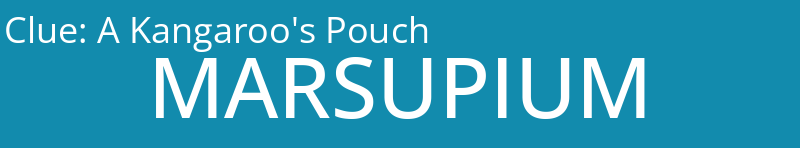 A Kangaroo's Pouch