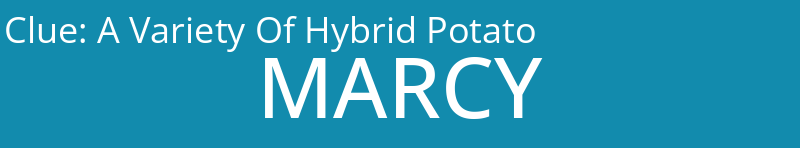 A Variety Of Hybrid Potato