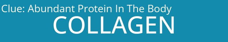 Abundant Protein In The Body
