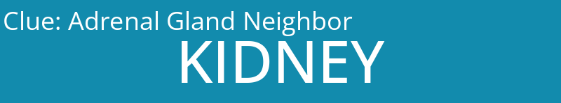 Adrenal Gland Neighbor