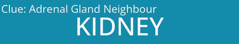 Adrenal Gland Neighbour