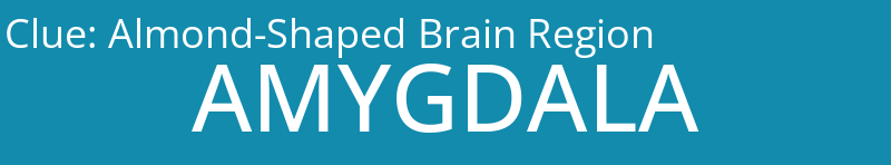 Almond-Shaped Brain Region