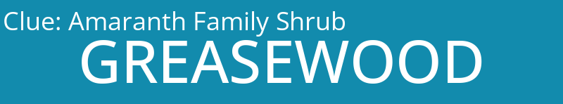 Amaranth Family Shrub