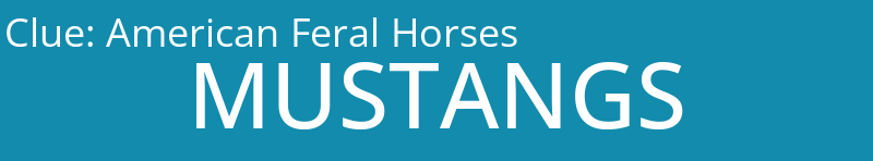 American Feral Horses