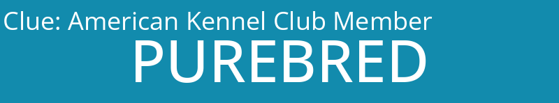 American Kennel Club Member