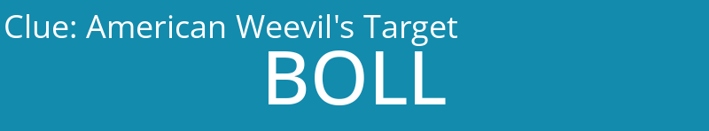 American Weevil's Target