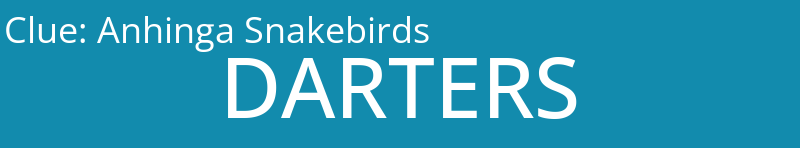 Anhinga Snakebirds