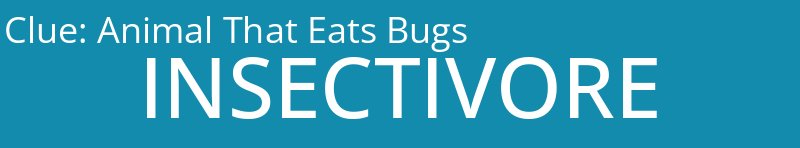 Animal That Eats Bugs