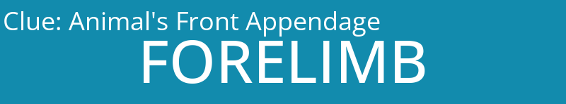 Animal's Front Appendage