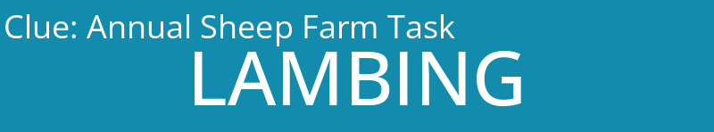 Annual Sheep Farm Task