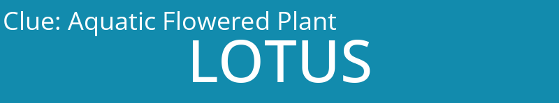 Aquatic Flowered Plant