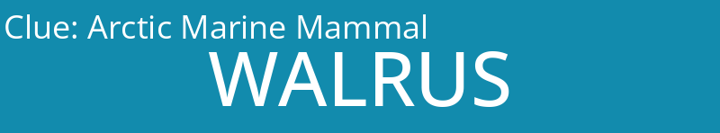 Arctic Marine Mammal