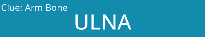 Arm Bone