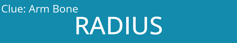 Arm Bone