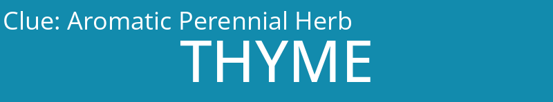 Aromatic Perennial Herb