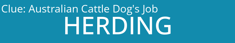 Australian Cattle Dog's Job