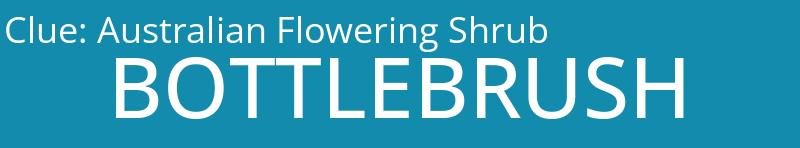 Australian Flowering Shrub