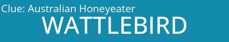 Australian Honeyeater