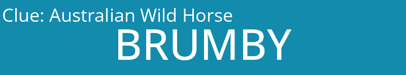 Australian Wild Horse