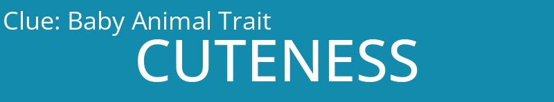 Baby Animal Trait