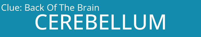 Back Of The Brain