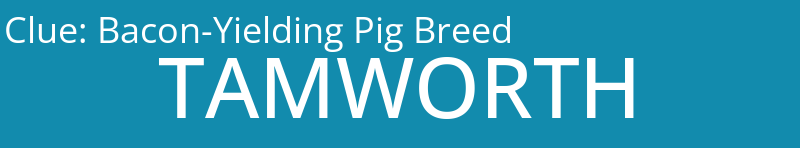 Bacon-Yielding Pig Breed
