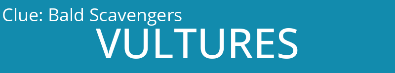 Bald Scavengers