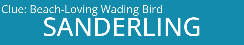 Beach-Loving Wading Bird