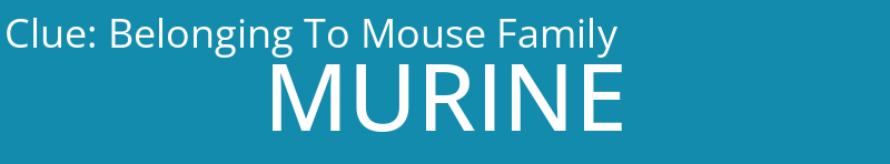 Belonging To Mouse Family