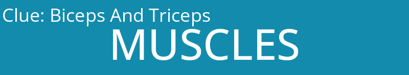 Biceps And Triceps