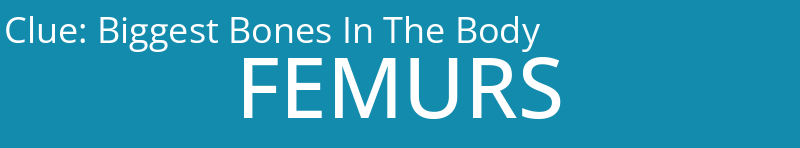 Biggest Bones In The Body