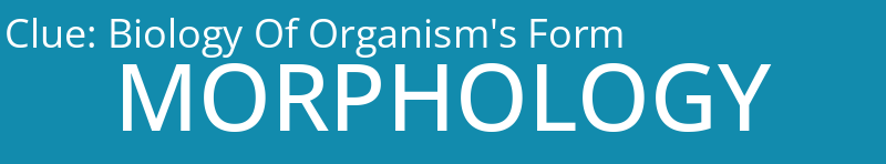 Biology Of Organism's Form