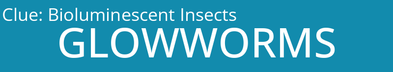 Bioluminescent Insects