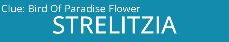 Bird Of Paradise Flower