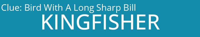 Bird With A Long Sharp Bill