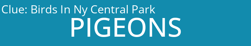 Birds In Ny Central Park