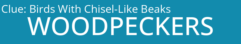 Birds With Chisel-Like Beaks