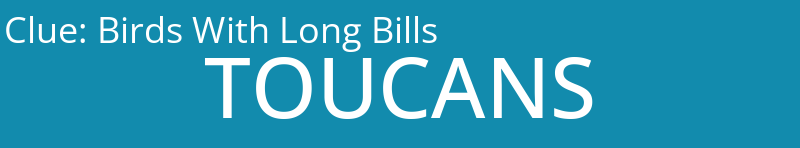 Birds With Long Bills