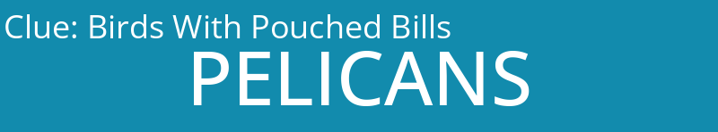 Birds With Pouched Bills