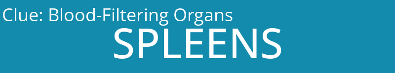 Blood-Filtering Organs