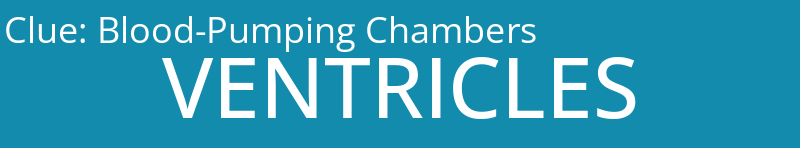 Blood-Pumping Chambers