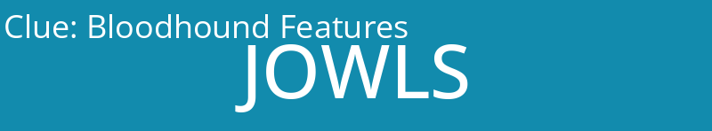 Bloodhound Features