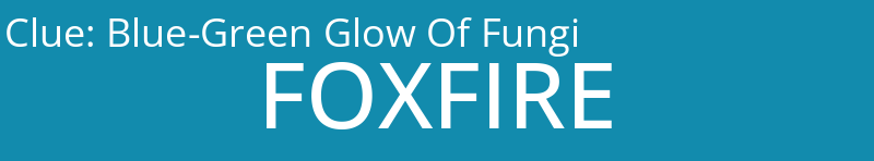 Blue-Green Glow Of Fungi