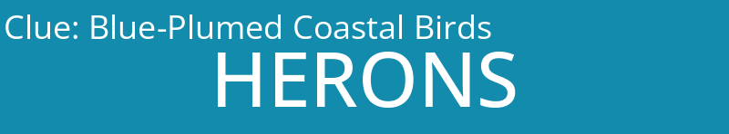Blue-Plumed Coastal Birds