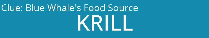 Blue Whale's Food Source