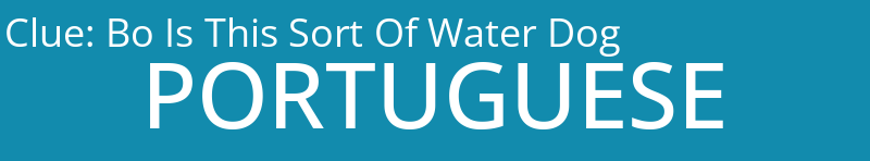 Bo Is This Sort Of Water Dog