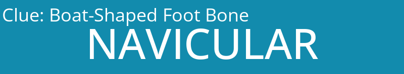 Boat-Shaped Foot Bone